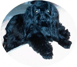 Raven de BlackPearl Shih Tzu