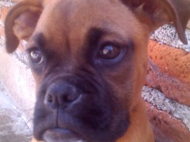 Rox