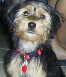 troy