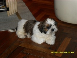 litte lenny