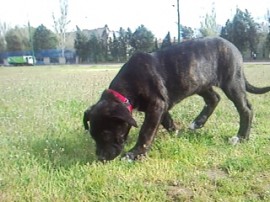 canna (presa canario)