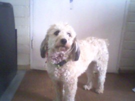Greta