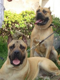 Tazarte (PRESA CANARIO)