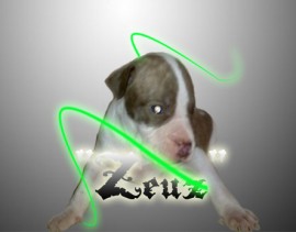 Zeuz