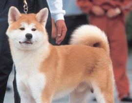 Hachiko