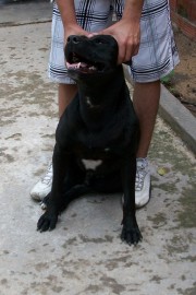 Aquiles