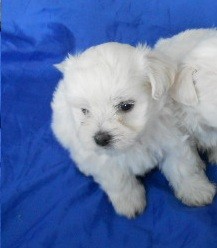 Arwen