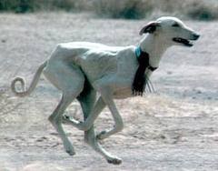 Amancio from dublini race dogs