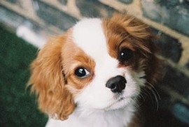 dani