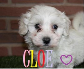 Cloe