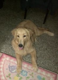 Dante Rodriguez Cabrera Paredes