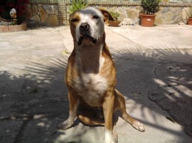 DraKo