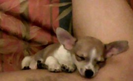 COCO