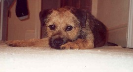 Bertie