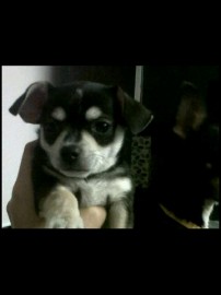 Kukis