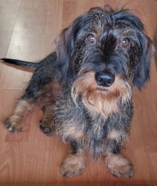 Kuko