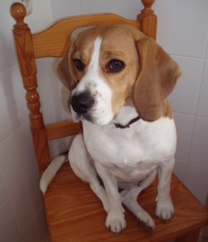 Layka