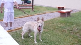 MAYA