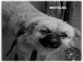 MOTAS