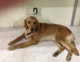 Nala