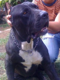 Negro
