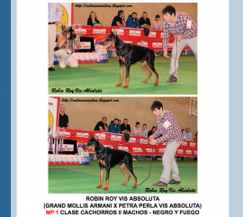 NEO (robin roy de vis absoluta)