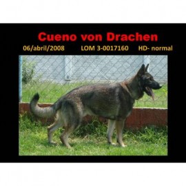 cueno von drachen