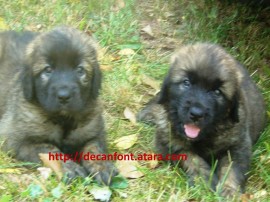 Puppies Leonberg