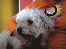 Pufitas