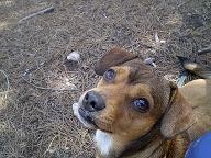 PUFI