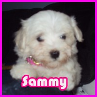Sammy