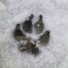 CSawyer