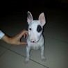 Conanbullterrier