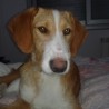 Adoptante89