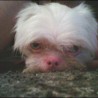 Toto06