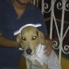 nestor91