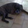 Boxeratigrado
