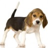 BeagleSOS