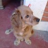 analy