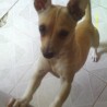 RANGO