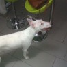 gregorybullterrier