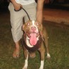 pitbulleromiguel