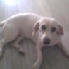 Andresleila