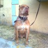 hitbandog