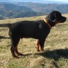 Rottifan