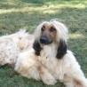 Vito