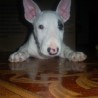 AXELBULL