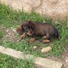 Bobita