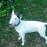 Lorbullterrier