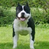 PibullMaster